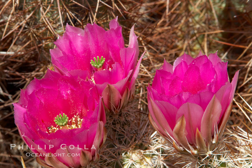 Hedgehog cactus blooms in spring. Joshua Tree National Park, California, USA, Echinocereus engelmannii, natural history stock photograph, photo id 11938