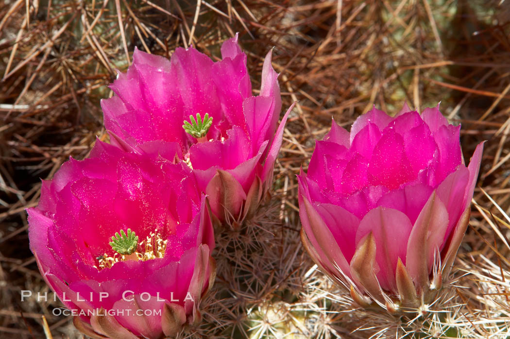 Hedgehog cactus blooms in spring. Joshua Tree National Park, California, USA, Echinocereus engelmannii, natural history stock photograph, photo id 11938