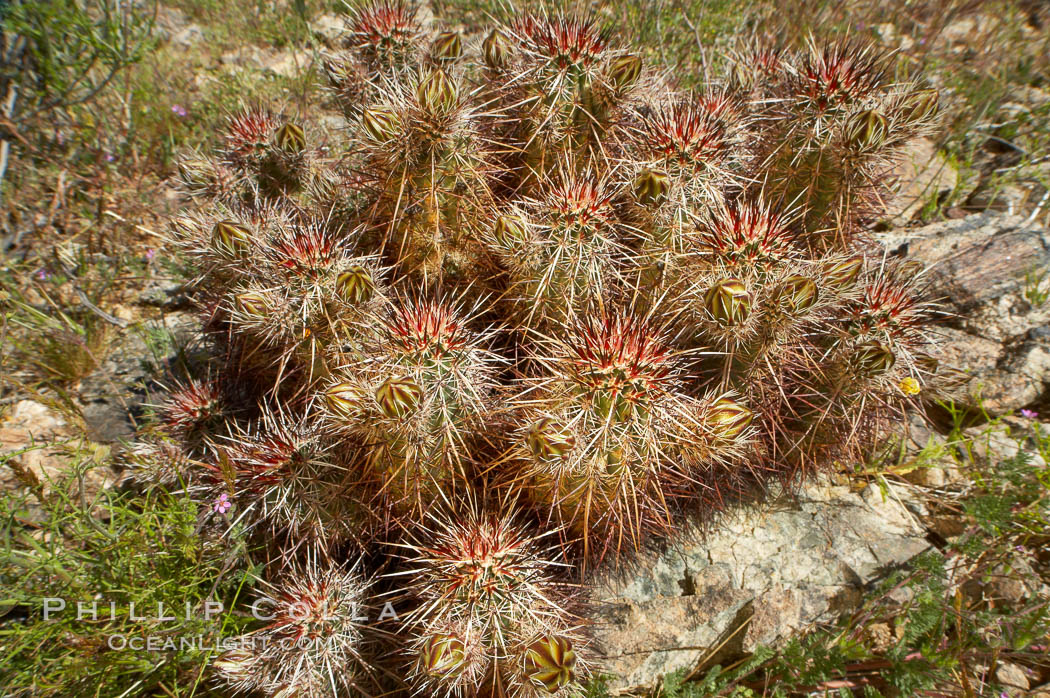 Hedgehog cactus. Joshua Tree National Park, California, USA, Echinocereus engelmannii, natural history stock photograph, photo id 11950