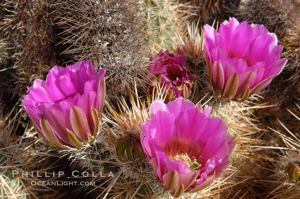 Springtime bloom of the hedgehog cactus (or calico cactus). Joshua Tree National Park, California, USA, Echinocereus engelmannii, natural history stock photograph, photo id 09088