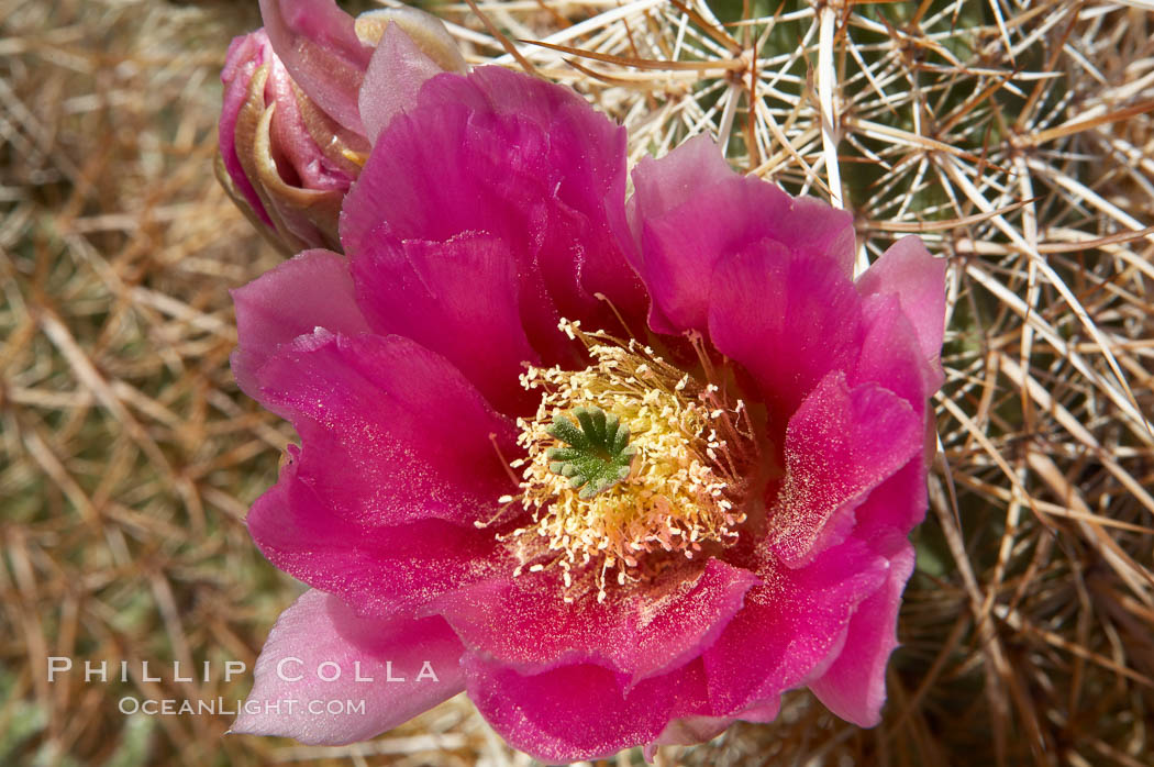 Hedgehog cactus blooms in spring. Joshua Tree National Park, California, USA, Echinocereus engelmannii, natural history stock photograph, photo id 11947