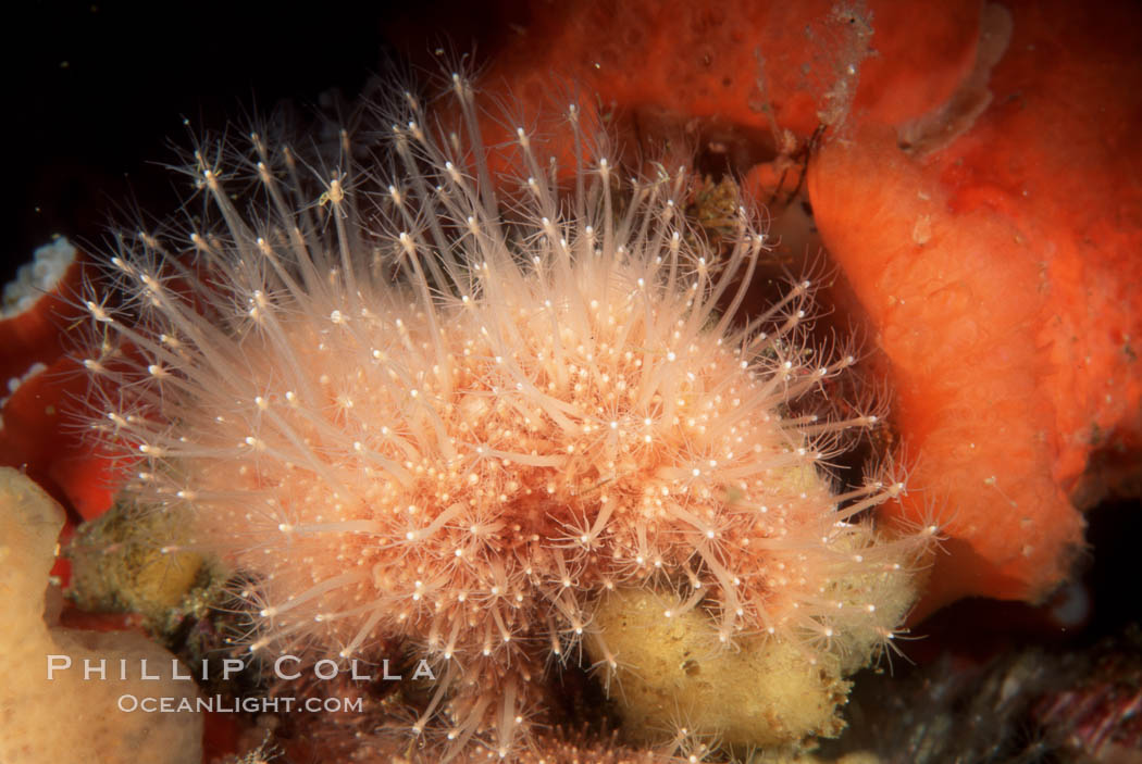 Hedgehog hydroid cluster. San Miguel Island, California, USA, Hydractinia milleri, natural history stock photograph, photo id 01036