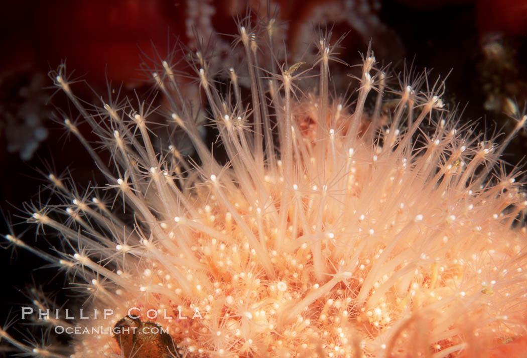 Hedgehog hydroid cluster. San Miguel Island, California, USA, Hydractinia milleri, natural history stock photograph, photo id 07012