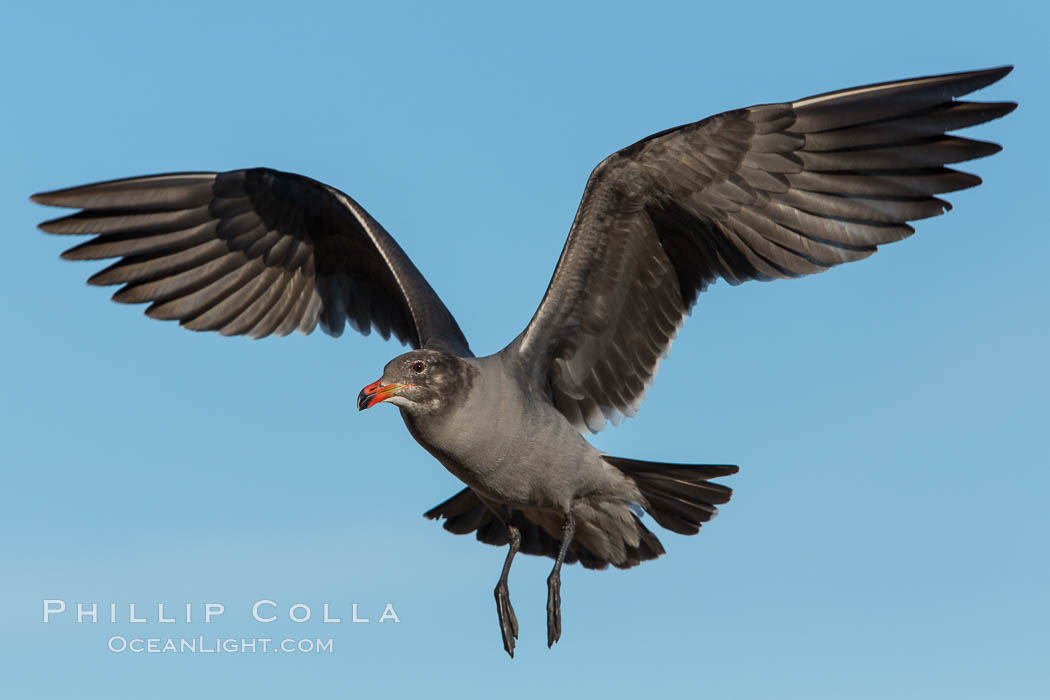 Heermann's gull, immature, in flight. La Jolla, California, USA, Larus heermanni, natural history stock photograph, photo id 28991
