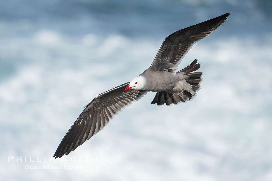 Heermann's Gulls in Flight with Ocean Background., Larus heermanni, natural history stock photograph, photo id 40164