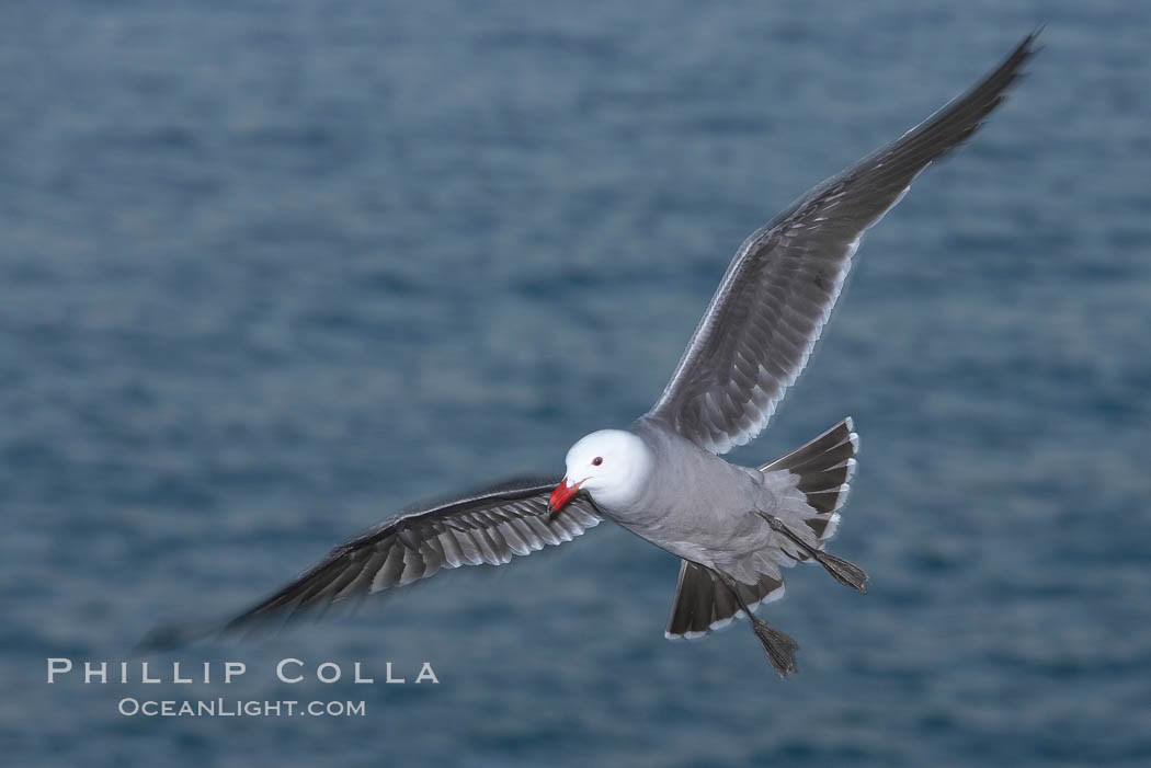 Heermanns gull in flight. La Jolla, California, USA, Larus heermanni, natural history stock photograph, photo id 18274