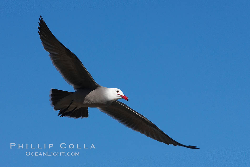 Heermanns gull in flight. La Jolla, California, USA, Larus heermanni, natural history stock photograph, photo id 18276