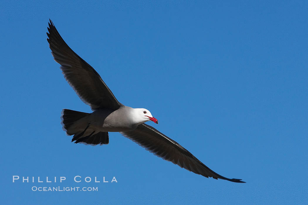 Heermanns gull in flight., Larus heermanni, natural history stock photograph, photo id 18276