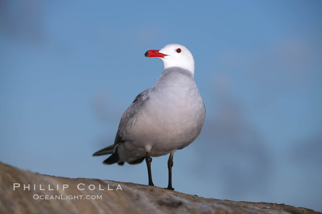 Heermanns gull., Larus heermanni, natural history stock photograph, photo id 18392