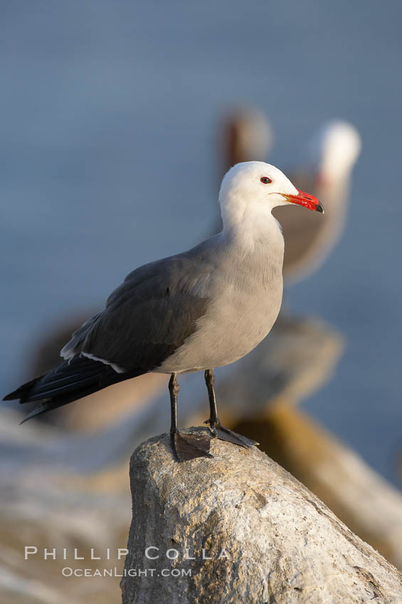 Heermanns gull, adult breeding plumage. La Jolla, California, USA, Larus heermanni, natural history stock photograph, photo id 15103