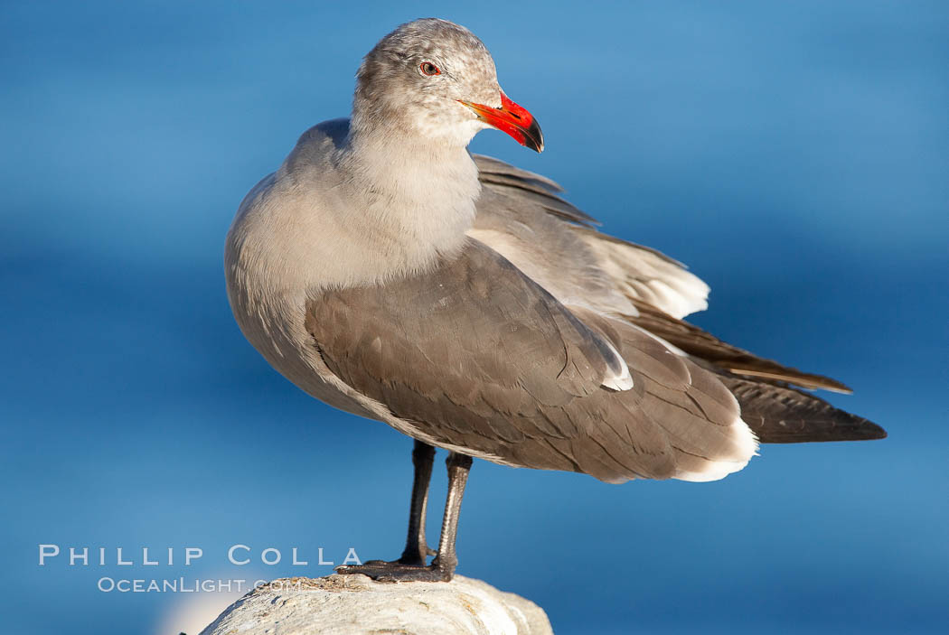 Heermanns gull, adult nonbreeding plumage., Larus heermanni, natural history stock photograph, photo id 18071