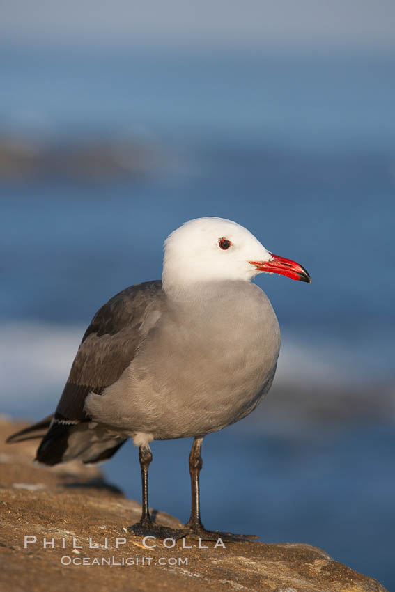 Heermanns gull., Larus heermanni, natural history stock photograph, photo id 18275