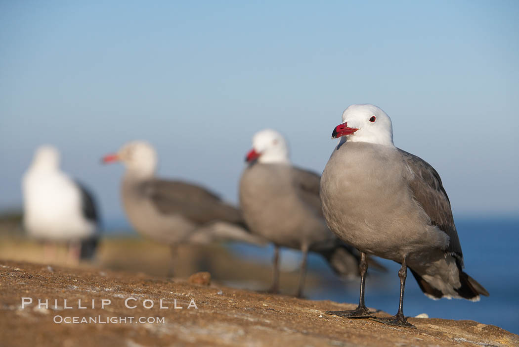 Heermanns gulls. La Jolla, California, USA, Larus heermanni, natural history stock photograph, photo id 18279
