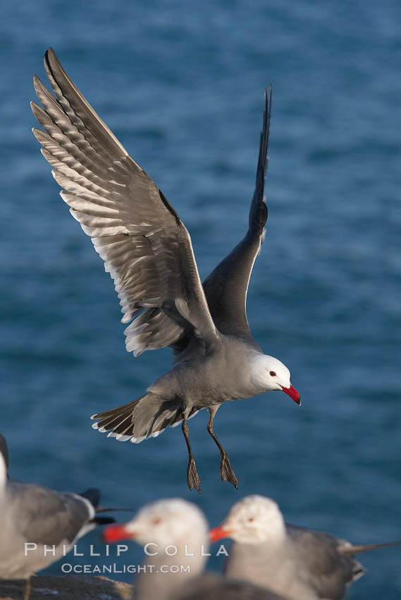 Heermanns gull in flight. La Jolla, California, USA, Larus heermanni, natural history stock photograph, photo id 18319