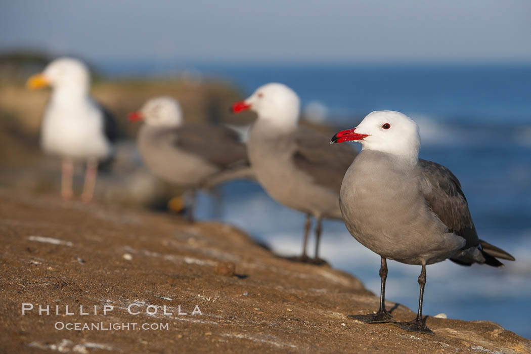 Heermanns gulls. La Jolla, California, USA, Larus heermanni, natural history stock photograph, photo id 18277