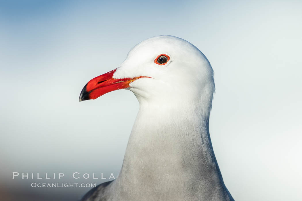 Heermanns gull portrait, La Jolla, California. USA, Larus heermanni, natural history stock photograph, photo id 36758