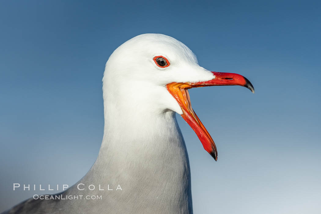 Heermanns gull portrait, La Jolla, California. USA, Larus heermanni, natural history stock photograph, photo id 36757