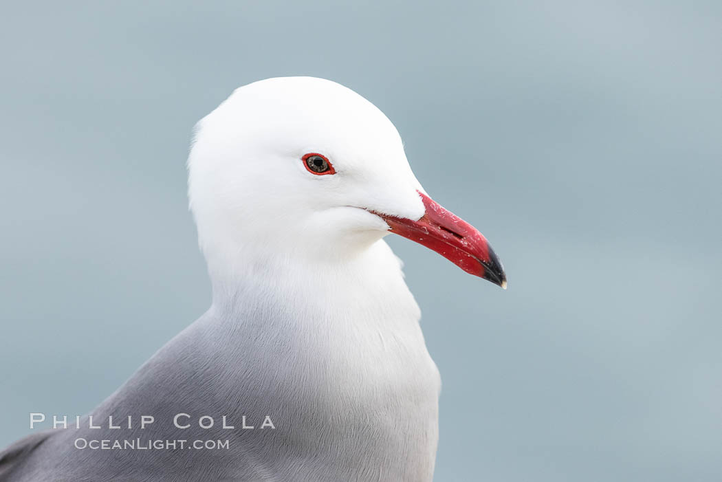 Heermanns gull portrait, La Jolla, California. USA, Larus heermanni, natural history stock photograph, photo id 36765