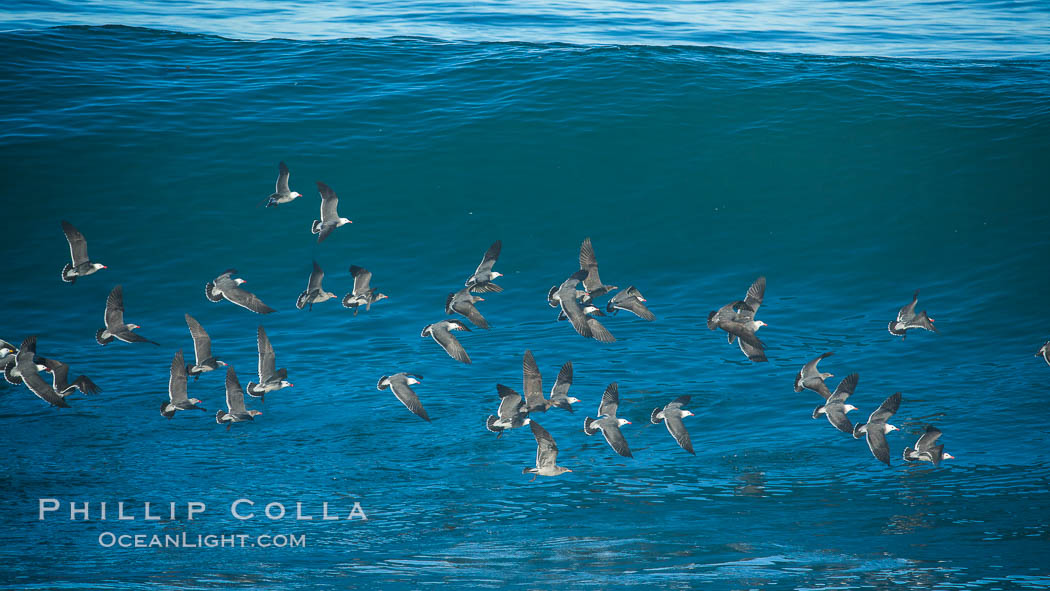 Flock of Heermanns gulls in flight in front of a big wave., Larus heermanni, natural history stock photograph, photo id 30358