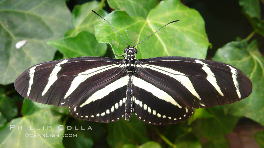 Zebra longwing butterfly. British Columbia, Canada, Heliconius charitonius, natural history stock photograph, photo id 21189