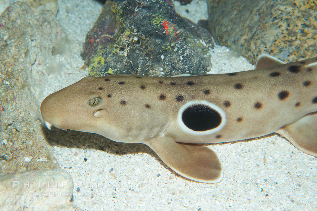 Epaulette shark.  The epaulette shark is primarily nocturnal, hunting for crabs, worms and invertebrates by crawling across the bottom on its overlarge fins., Hemiscyllium ocellatum, natural history stock photograph, photo id 14958