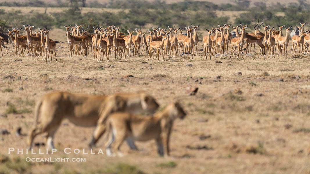 Herd of Impala are Alert to Passing Lions, Mara North Conservancy, Kenya., Panthera leo, natural history stock photograph, photo id 39671