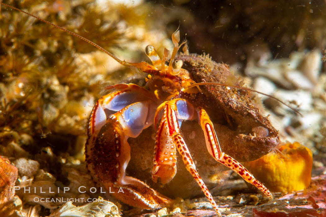 Hermit Crab, Browning Pass, Vancouver Island. British Columbia, Canada, natural history stock photograph, photo id 35356