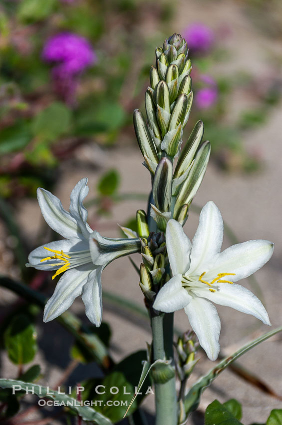 Desert Lily blooms in the sandy soils of the Colorado Desert.  It is fragrant and its flowers are similar to cultivated Easter lilies. Anza-Borrego Desert State Park, Borrego Springs, California, USA, Hesperocallis undulata, natural history stock photograph, photo id 10546
