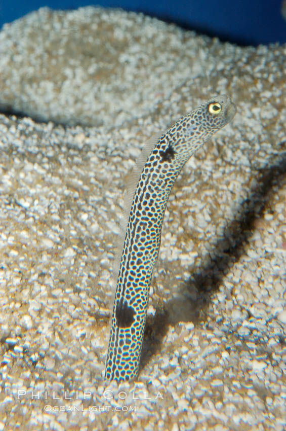 Spotted garden-eel., Heteroconger hassi, natural history stock photograph, photo id 08870