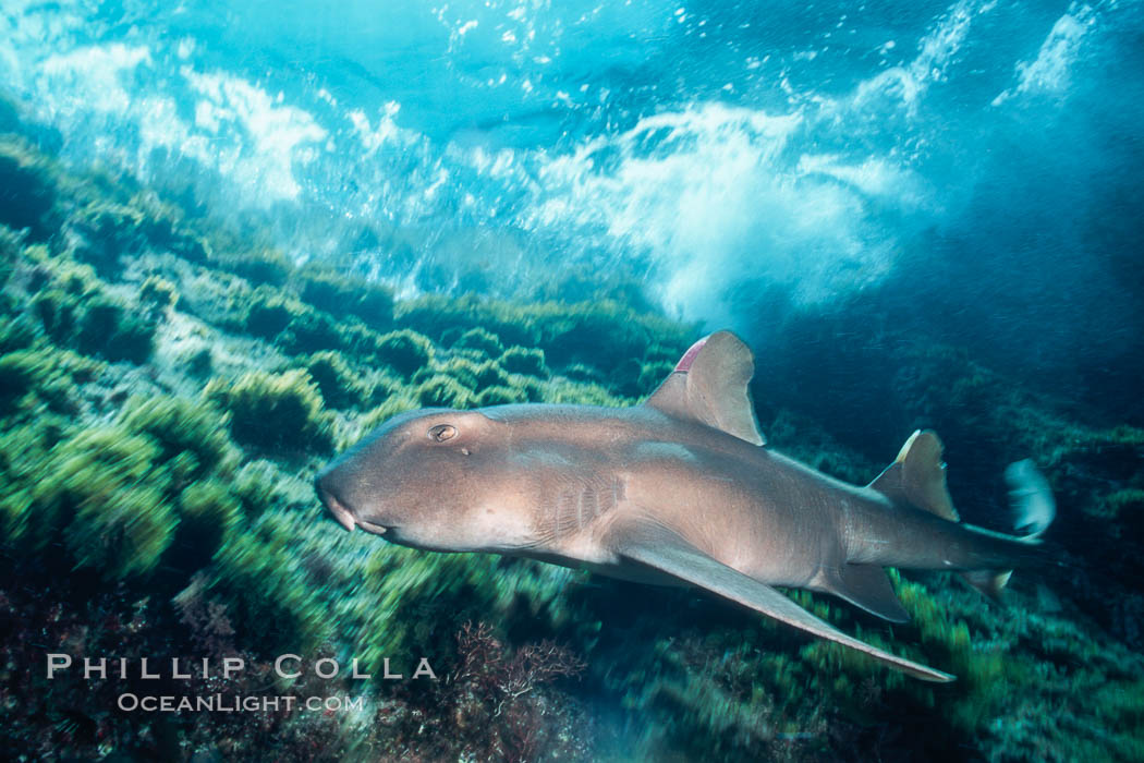 Horn shark. Guadalupe Island (Isla Guadalupe), Baja California, Mexico, Heterodontus francisci, natural history stock photograph, photo id 03720