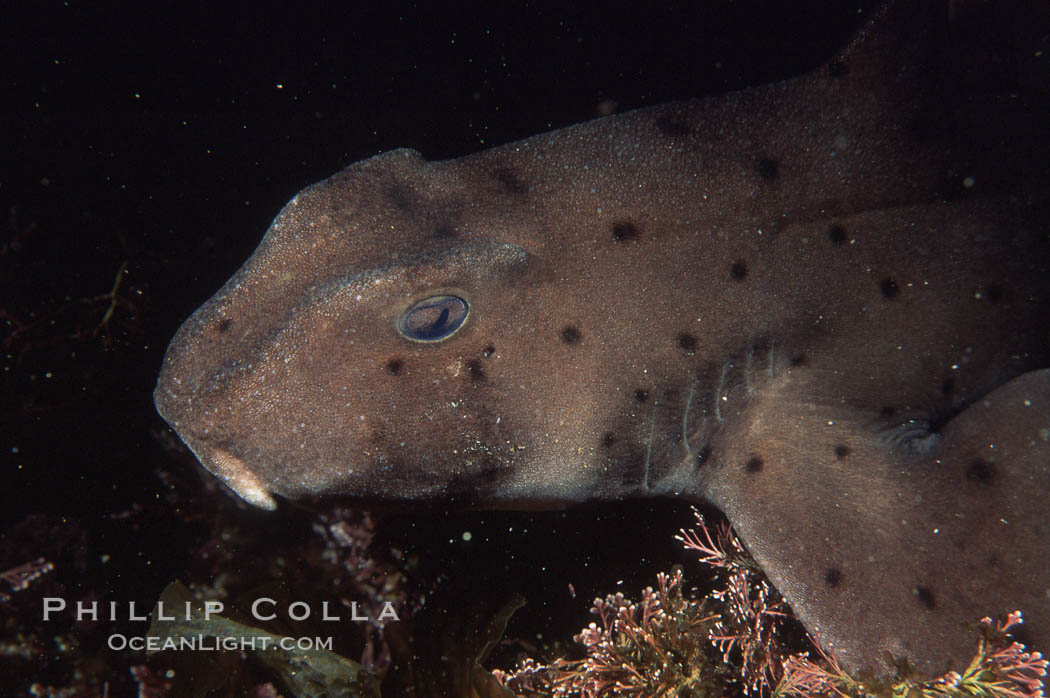 Horn shark. California, USA, Heterodontus francisci, natural history stock photograph, photo id 04991