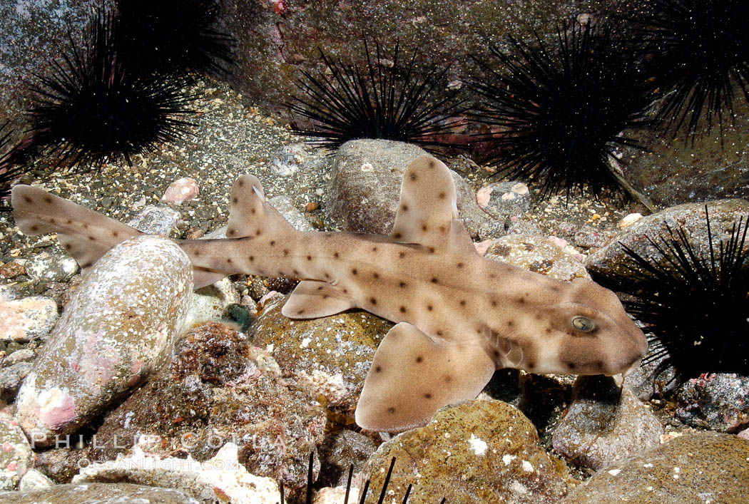 Juvenile horn shark. Guadalupe Island (Isla Guadalupe), Baja California, Mexico, Heterodontus francisci, natural history stock photograph, photo id 09571