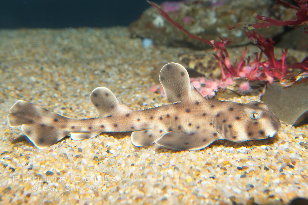 Juvenile horn shark., Heterodontus francisci, natural history stock photograph, photo id 14953