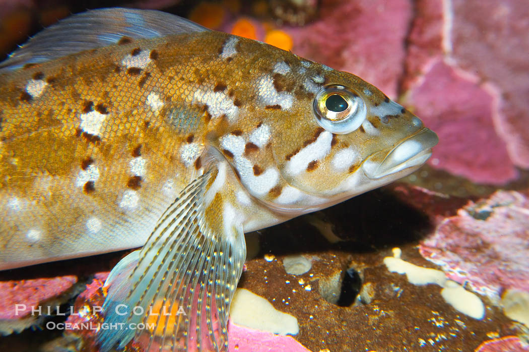 Kelp greenling, male.  Male kelp greenlings are brightly colored in contrast to the drab females., Hexagrammos decagrammus, natural history stock photograph, photo id 13709