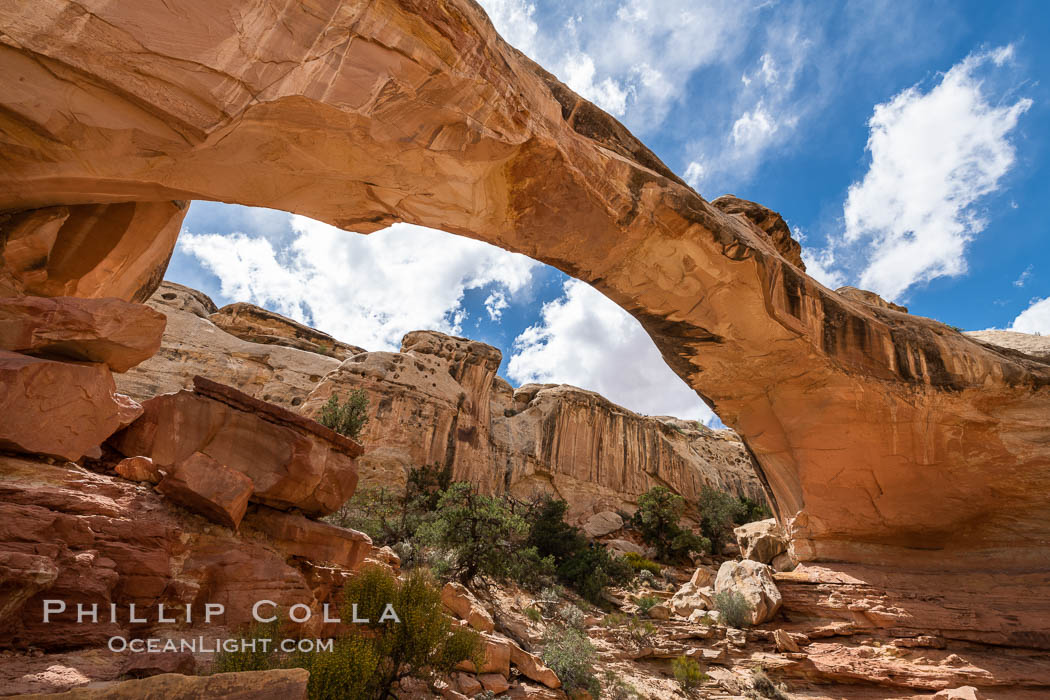Hickman Bridge, Capitol Reef National Park. A natural bridge formed by water eroding it from below, Hickman Bridge is one of the most spectacular and easily accessible natural bridges in the United States. Utah, USA, natural history stock photograph, photo id 37016