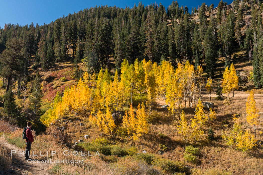 Hiker and aspen trees, Mineral King, California. Sequoia National Park, USA, natural history stock photograph, photo id 32282