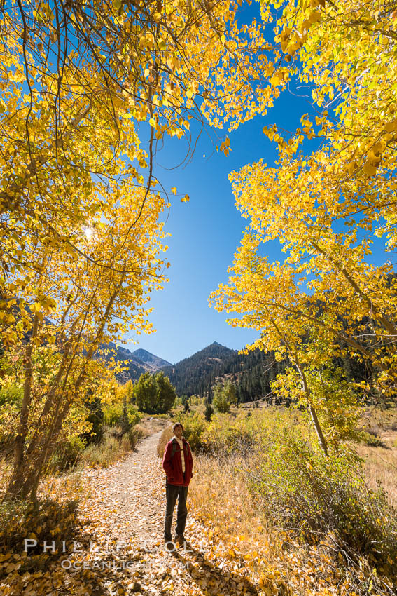 Hiker and aspen trees, Mineral King, California. Sequoia National Park, USA, natural history stock photograph, photo id 32286