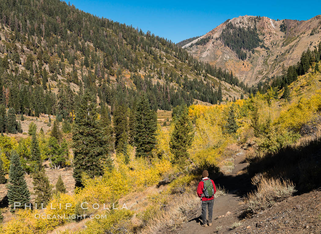 Hiker and aspen trees, Mineral King, California. Sequoia National Park, USA, natural history stock photograph, photo id 32283