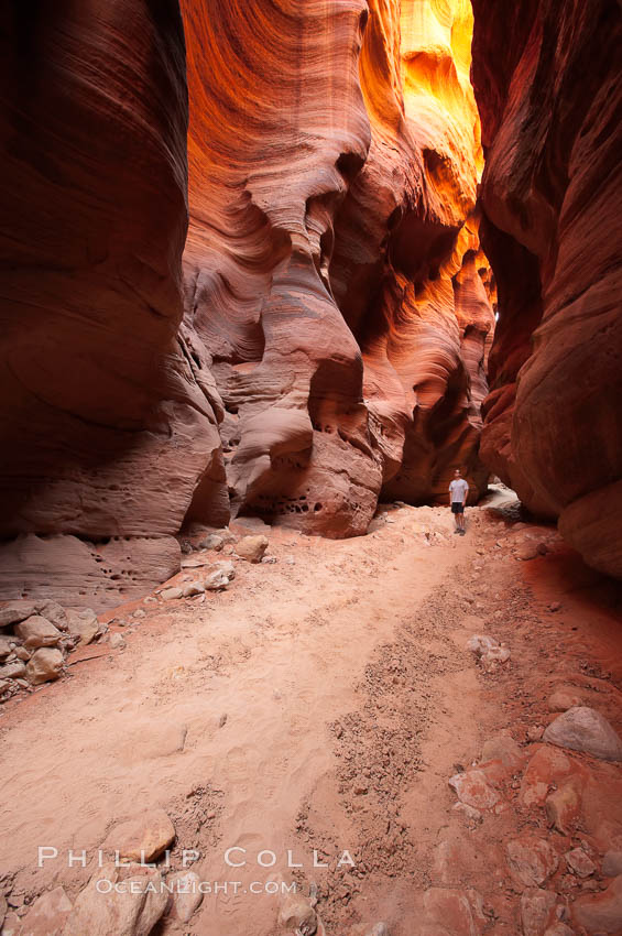 Hiker in Buckskin Gulch.  A hiker considers the towering walls and narrow passageway of Buckskin Gulch, a dramatic slot canyon forged by centuries of erosion through sandstone.  Buckskin Gulch is the worlds longest accessible slot canyon, running from the Paria River toward the Colorado River.  Flash flooding is a serious danger in the narrows where there is no escape. Paria Canyon-Vermilion Cliffs Wilderness, Arizona, USA, natural history stock photograph, photo id 20710