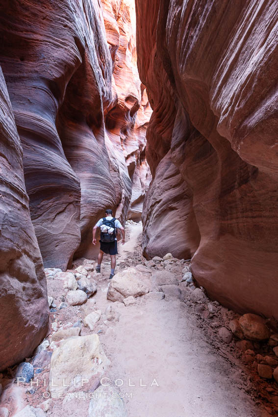 Hiker in Buckskin Gulch.  A hiker considers the towering walls and narrow passageway of Buckskin Gulch, a dramatic slot canyon forged by centuries of erosion through sandstone.  Buckskin Gulch is the worlds longest accessible slot canyon, running from the Paria River toward the Colorado River.  Flash flooding is a serious danger in the narrows where there is no escape. Paria Canyon-Vermilion Cliffs Wilderness, Arizona, USA, natural history stock photograph, photo id 20722