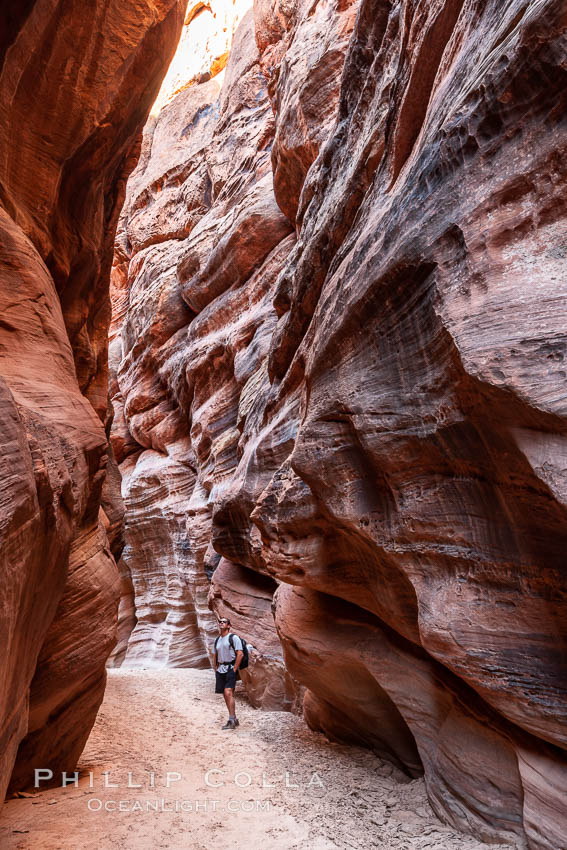 Hiker in Buckskin Gulch.  A hiker considers the towering walls and narrow passageway of Buckskin Gulch, a dramatic slot canyon forged by centuries of erosion through sandstone.  Buckskin Gulch is the worlds longest accessible slot canyon, running from the Paria River toward the Colorado River.  Flash flooding is a serious danger in the narrows where there is no escape. Paria Canyon-Vermilion Cliffs Wilderness, Arizona, USA, natural history stock photograph, photo id 20772
