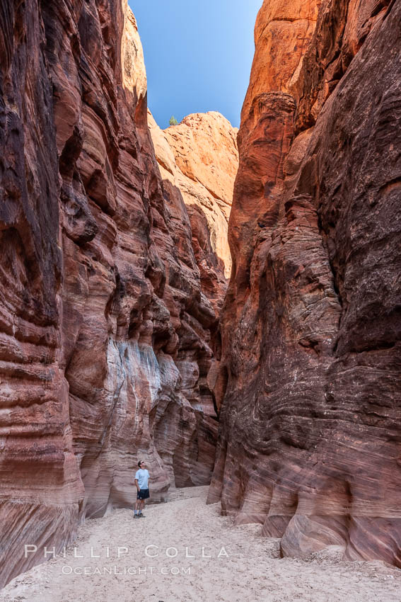 Hiker in Buckskin Gulch.  A hiker considers the towering walls and narrow passageway of Buckskin Gulch, a dramatic slot canyon forged by centuries of erosion through sandstone.  Buckskin Gulch is the worlds longest accessible slot canyon, running from the Paria River toward the Colorado River.  Flash flooding is a serious danger in the narrows where there is no escape. Paria Canyon-Vermilion Cliffs Wilderness, Arizona, USA, natural history stock photograph, photo id 20711