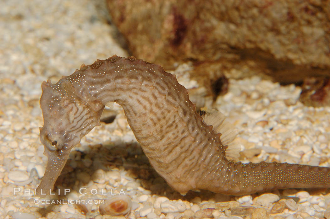 Lined seahorse., Hippocampus erectus, natural history stock photograph, photo id 08702