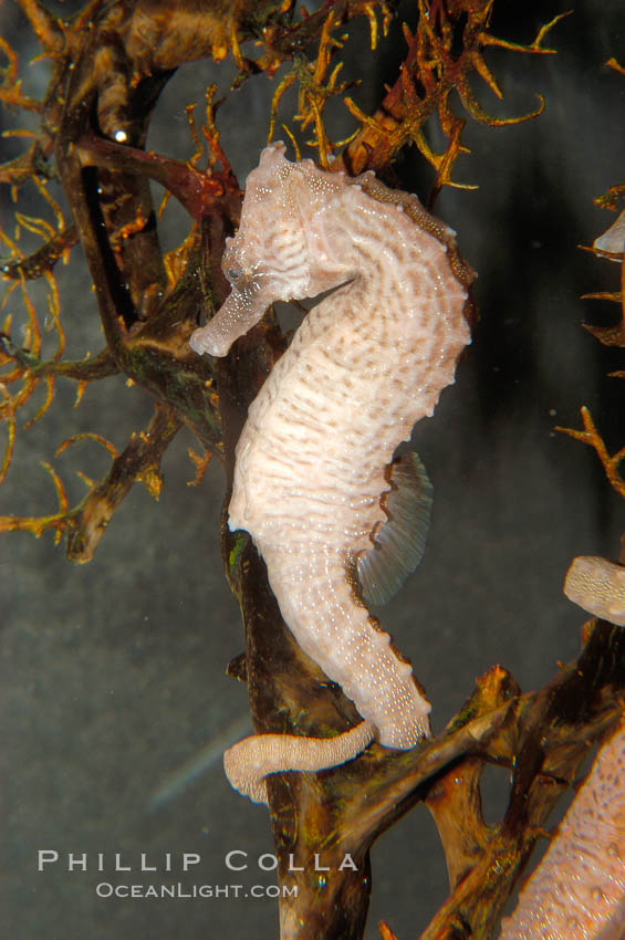 Lined seahorse., Hippocampus erectus, natural history stock photograph, photo id 09427