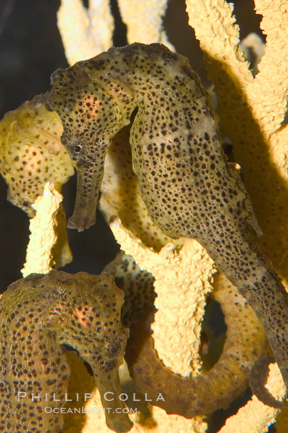 Longsnout seahorse., Hippocampus reidi, natural history stock photograph, photo id 07911