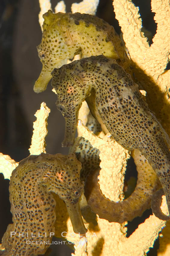 Longsnout seahorse., Hippocampus reidi, natural history stock photograph, photo id 07905