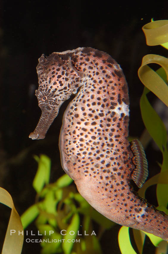 Seahorses., Hippocampus, natural history stock photograph, photo id 08714
