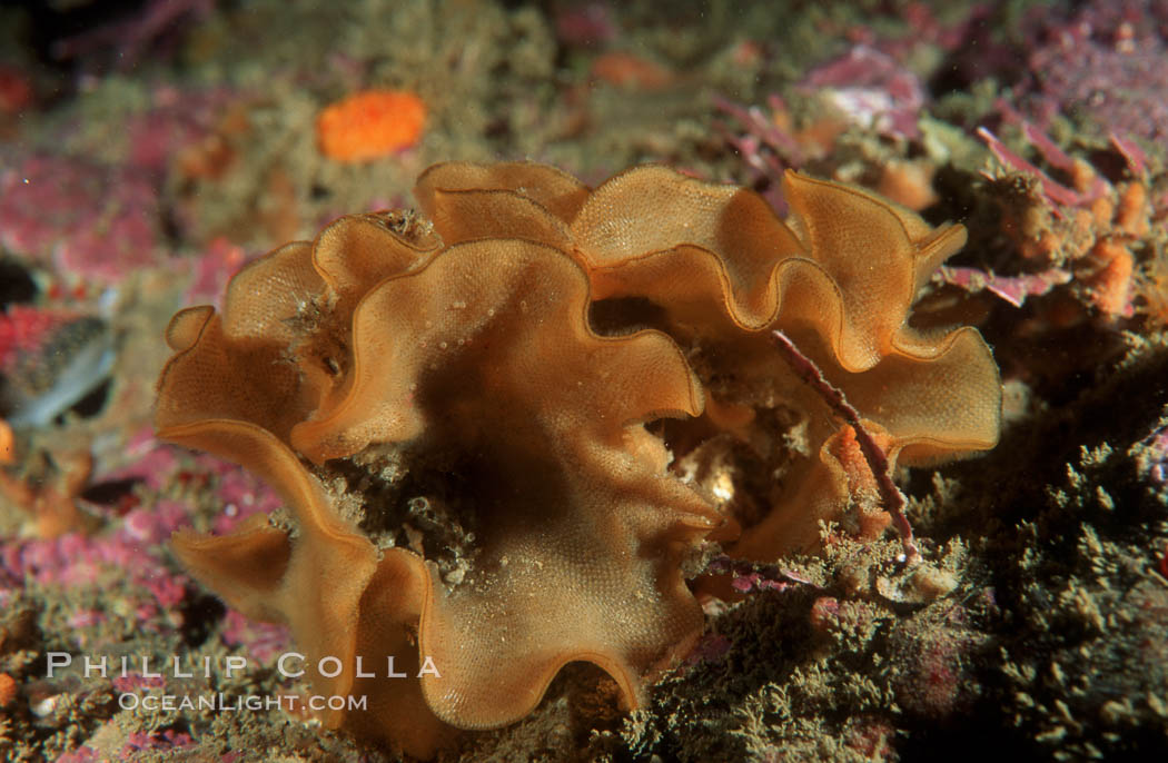 Fluted bryozoan. San Miguel Island, California, USA, Hippodiplosia insculpta, natural history stock photograph, photo id 02566