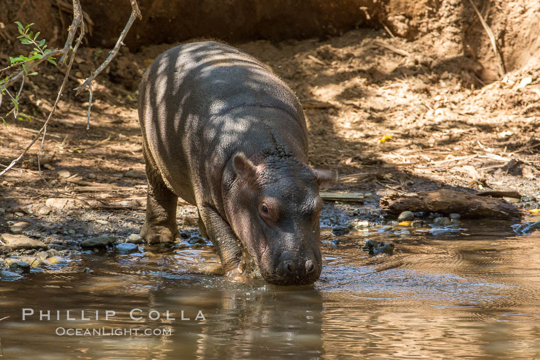 Hippopotamus, Meru National Park, Kenya., Hippopotamus amphibius, natural history stock photograph, photo id 29664