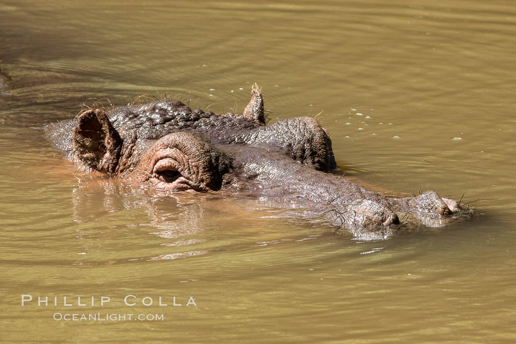 Hippopotamus, Meru National Park, Kenya., Hippopotamus amphibius, natural history stock photograph, photo id 29663